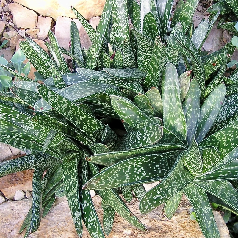 Gasteria Disticha seeds - 10