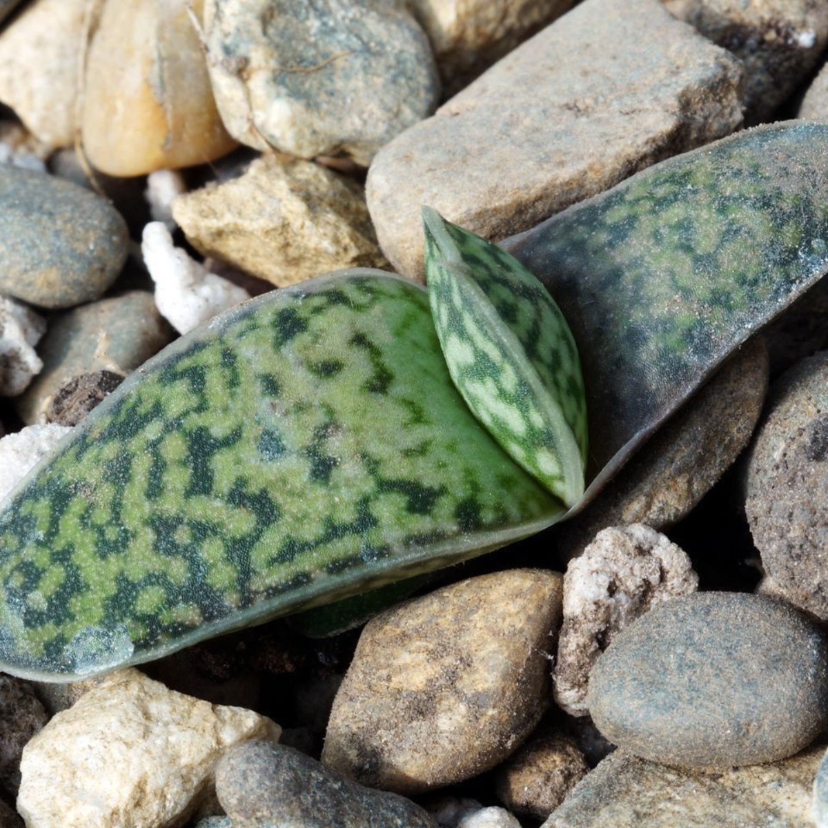 Gasteria Disticha seeds - 10