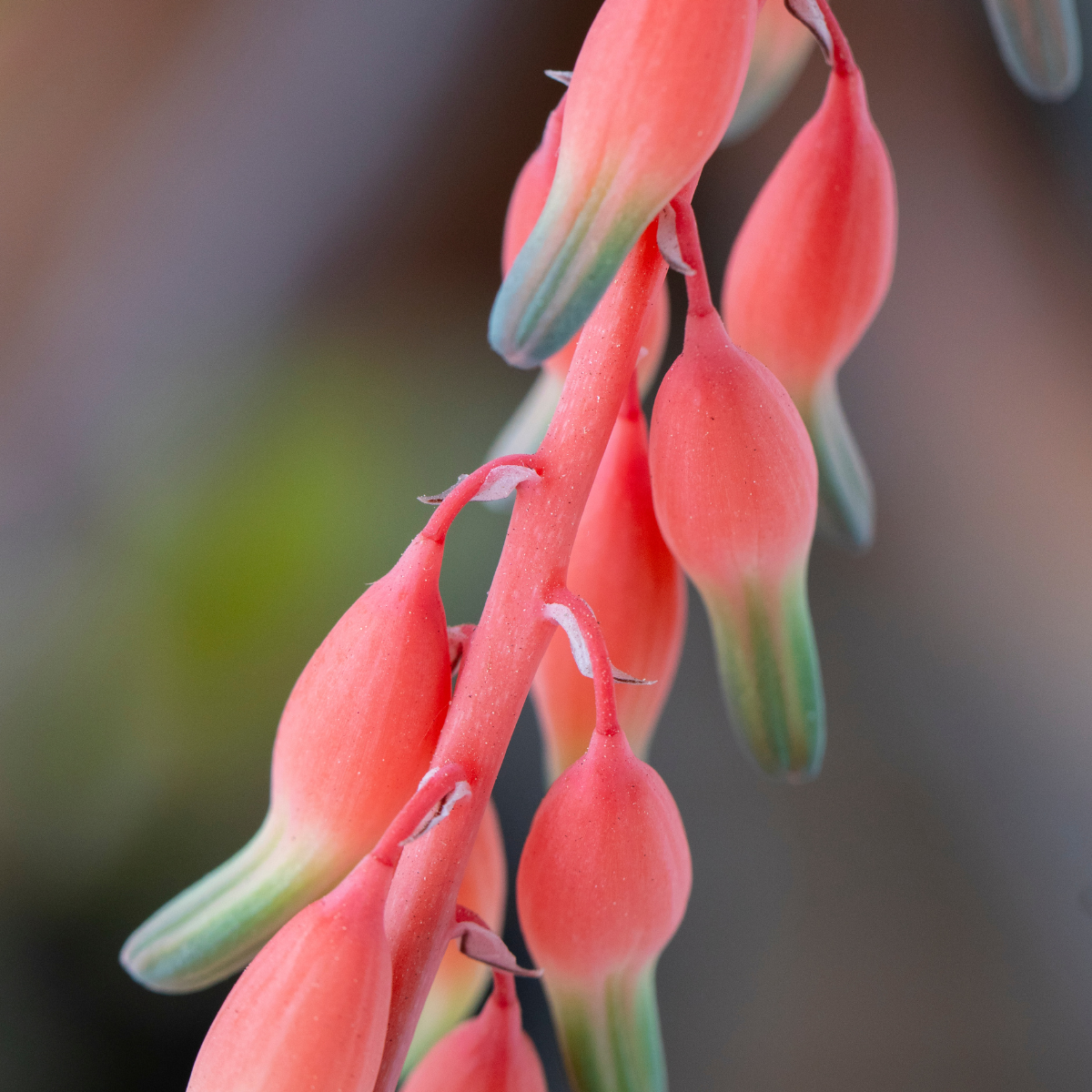 Gasteria Disticha seeds - 10