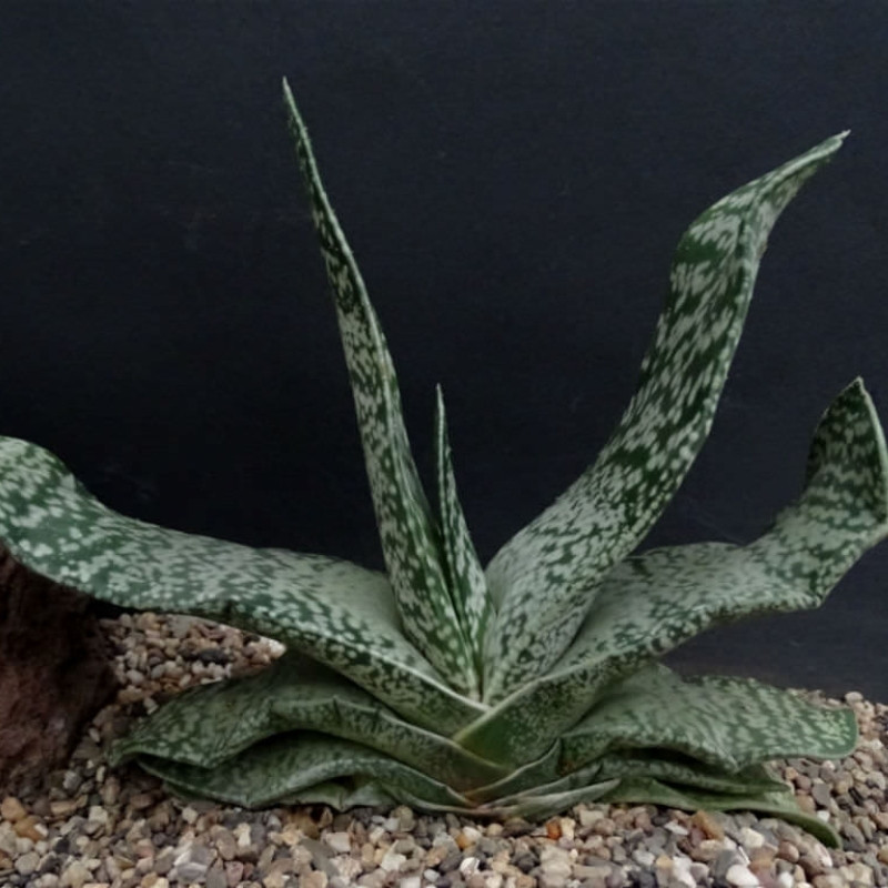 Gasteria Disticha seeds - 10