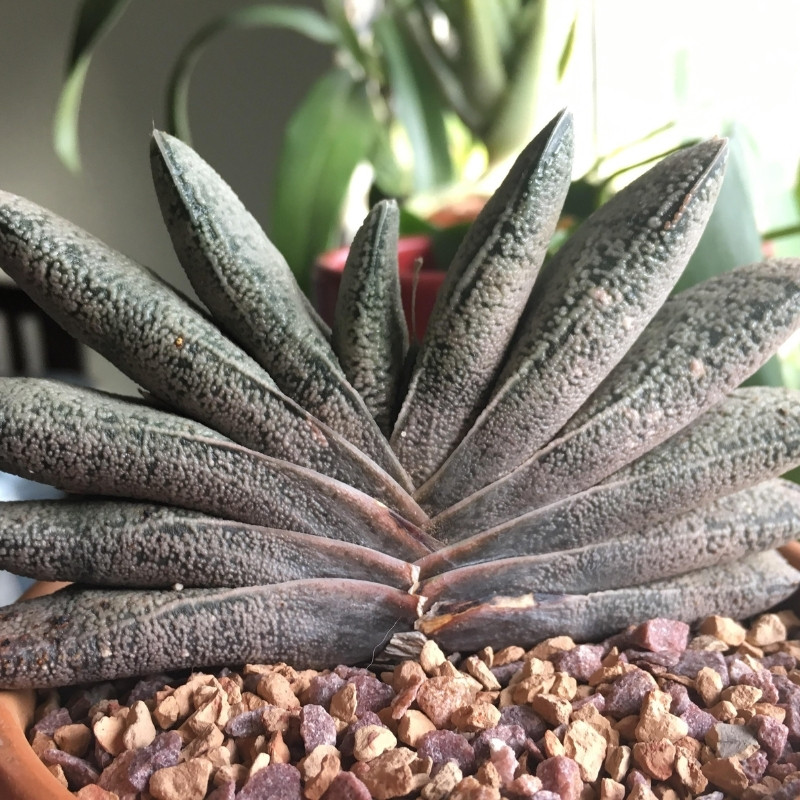 Gasteria Baylissiana seeds - 10