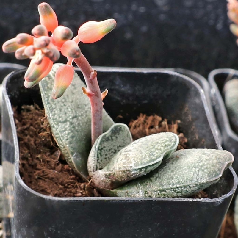 Gasteria Baylissiana seeds - 10