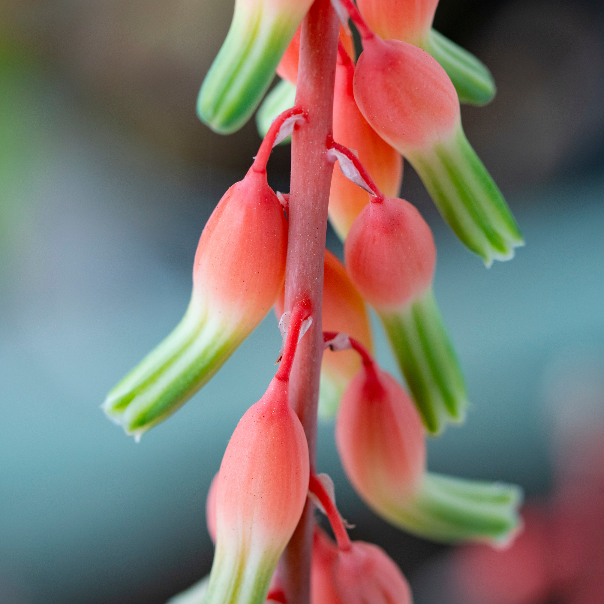 Gasteria Baylissiana seeds - 10