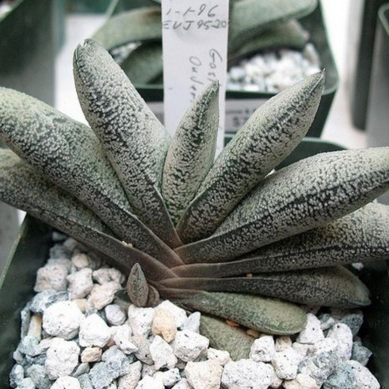 Gasteria Baylissiana seeds - 10