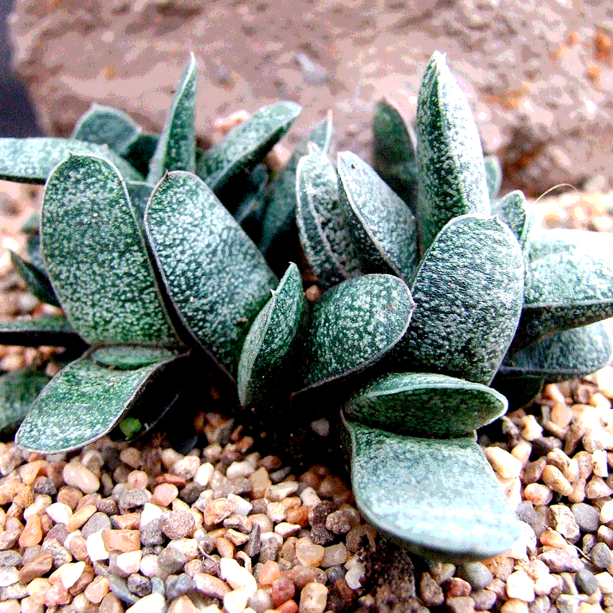 Gasteria Baylissiana seeds - 10