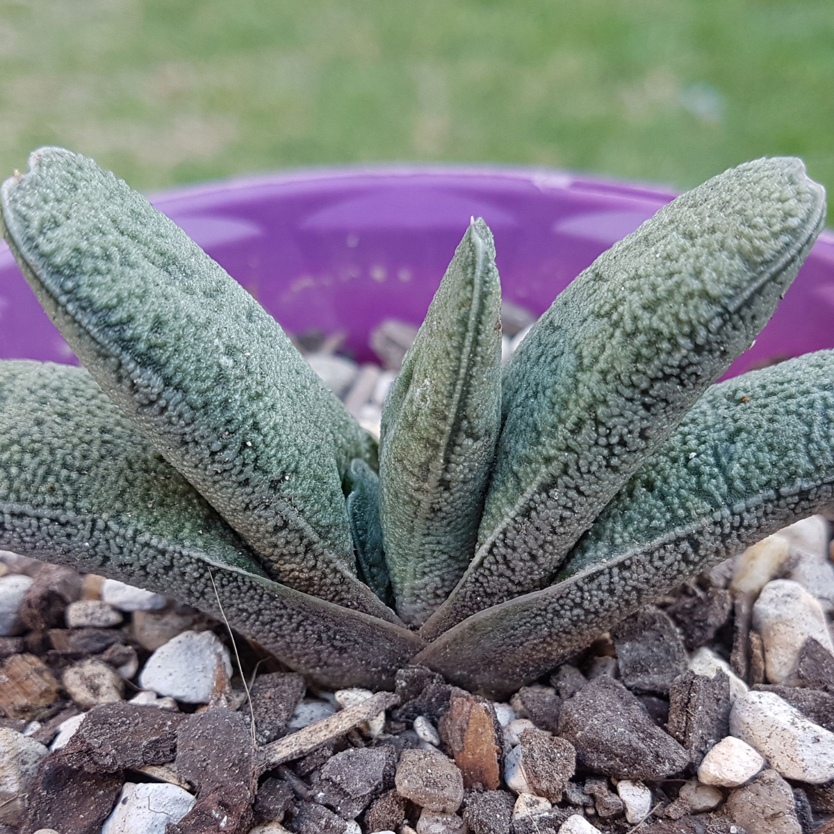 Gasteria Baylissiana seeds - 10