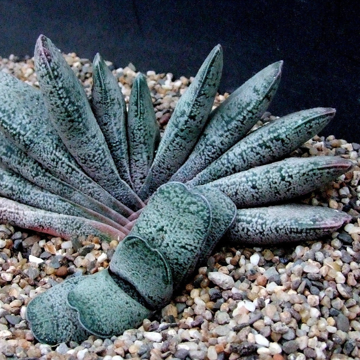 Gasteria Baylissiana seeds - 10