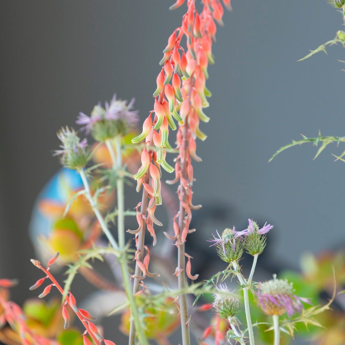Gasteria Baylissiana seeds - 10