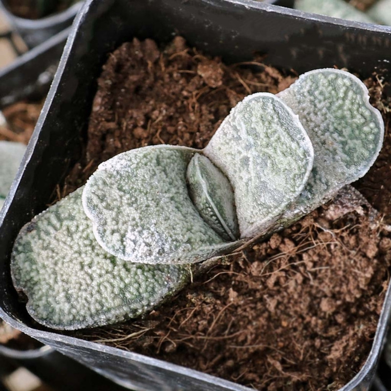 Gasteria Baylissiana seeds - 10
