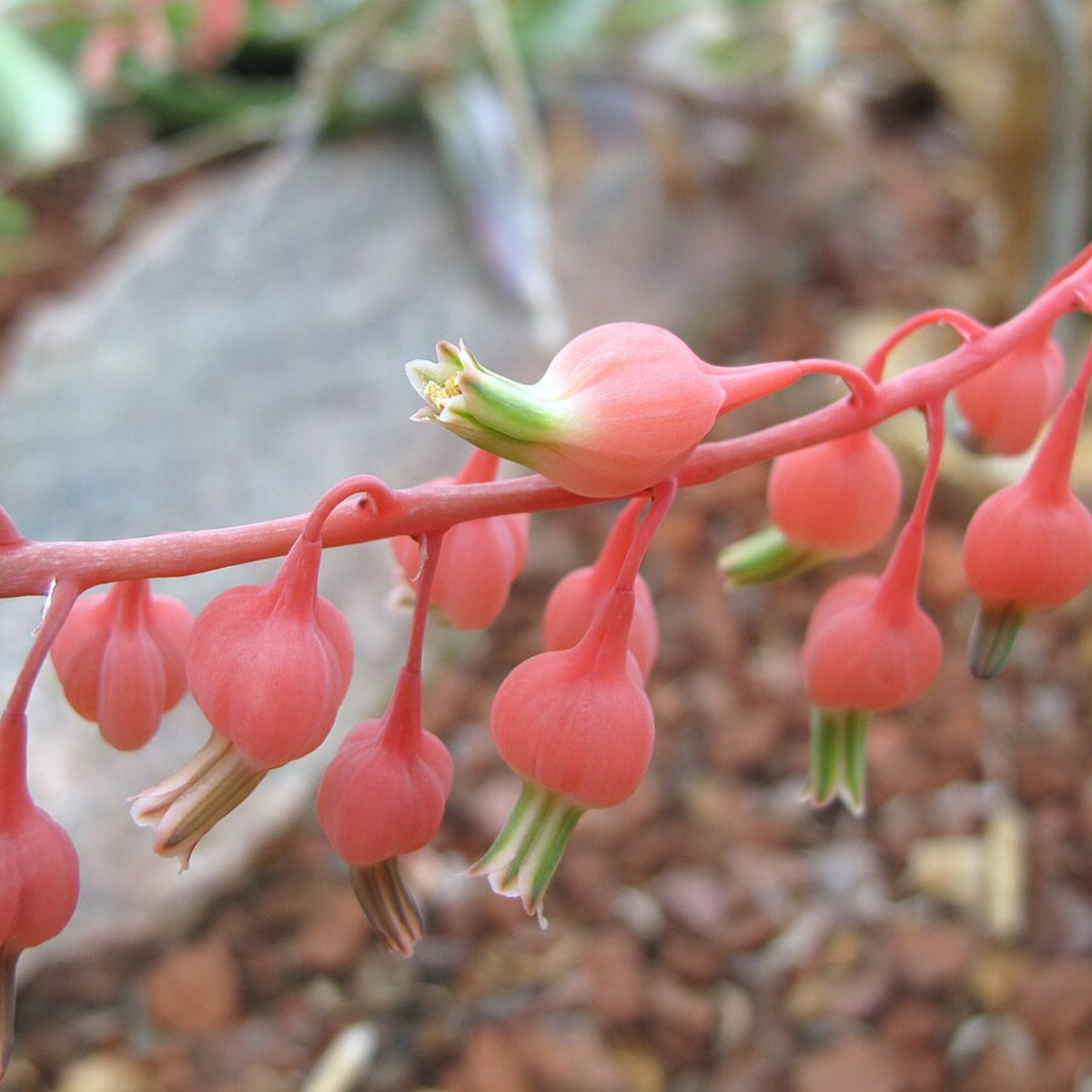 Gasteria Baylissiana seeds - 10