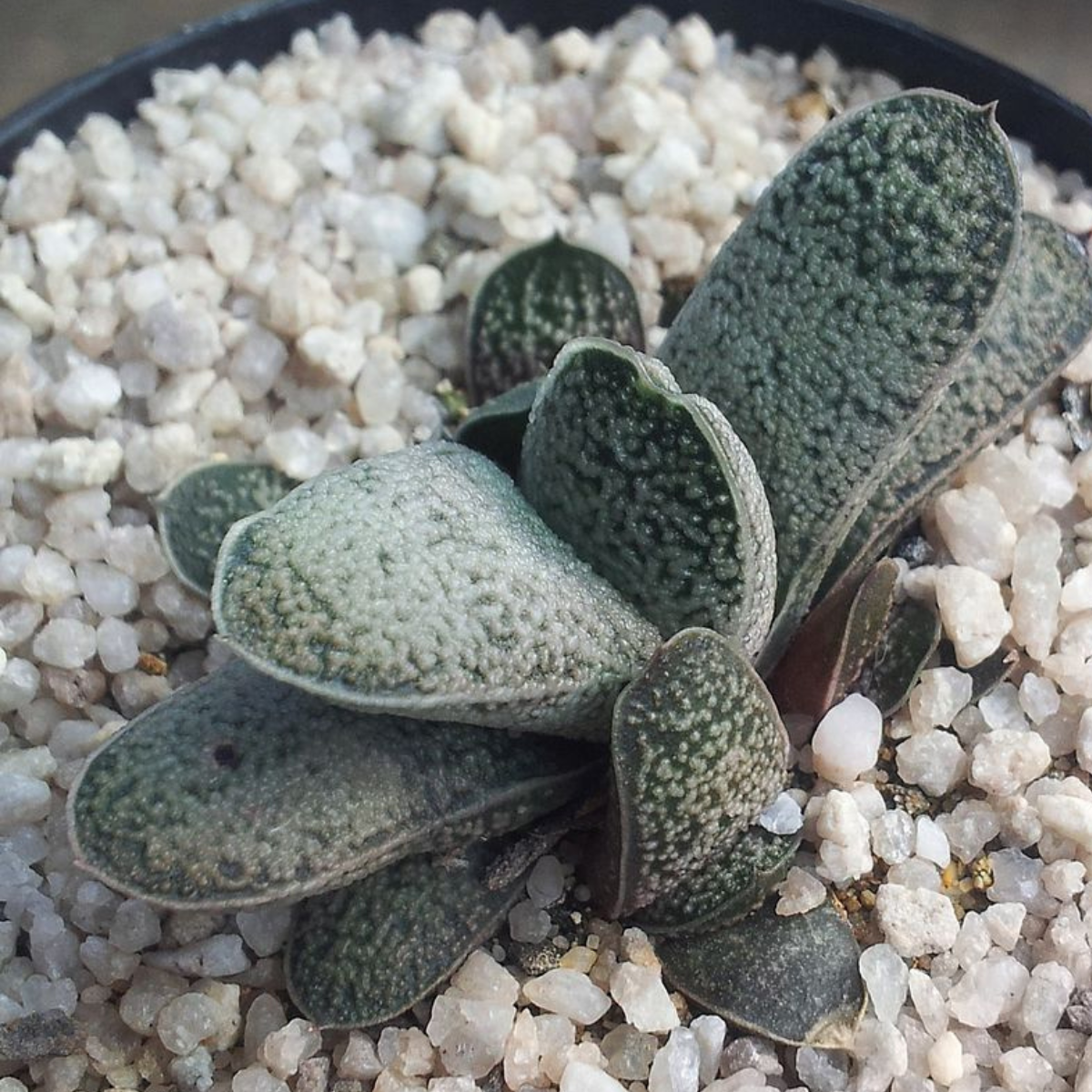 Gasteria Baylissiana seeds - 10