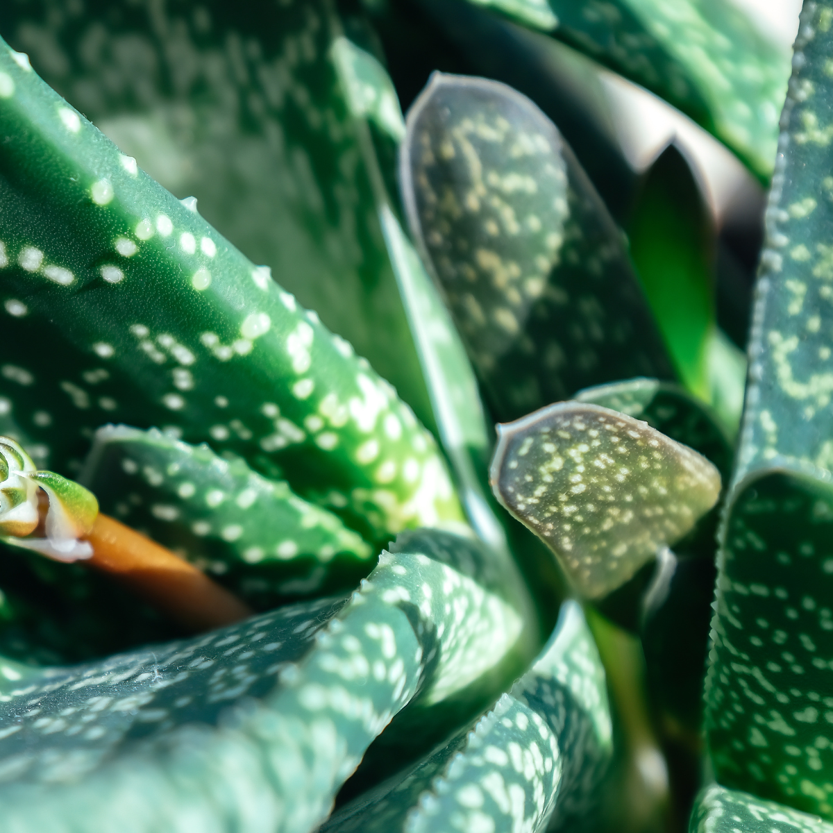 Gasteria Baylissiana seeds - 10