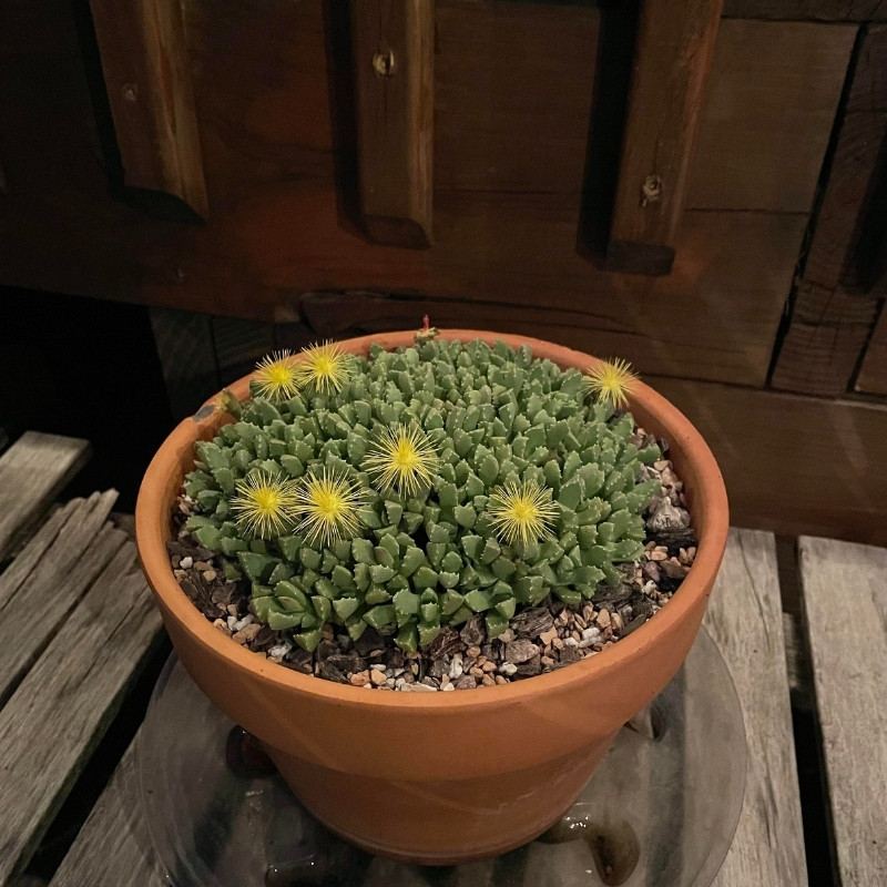 Aloinopsis Luckhoffii seeds - 10
