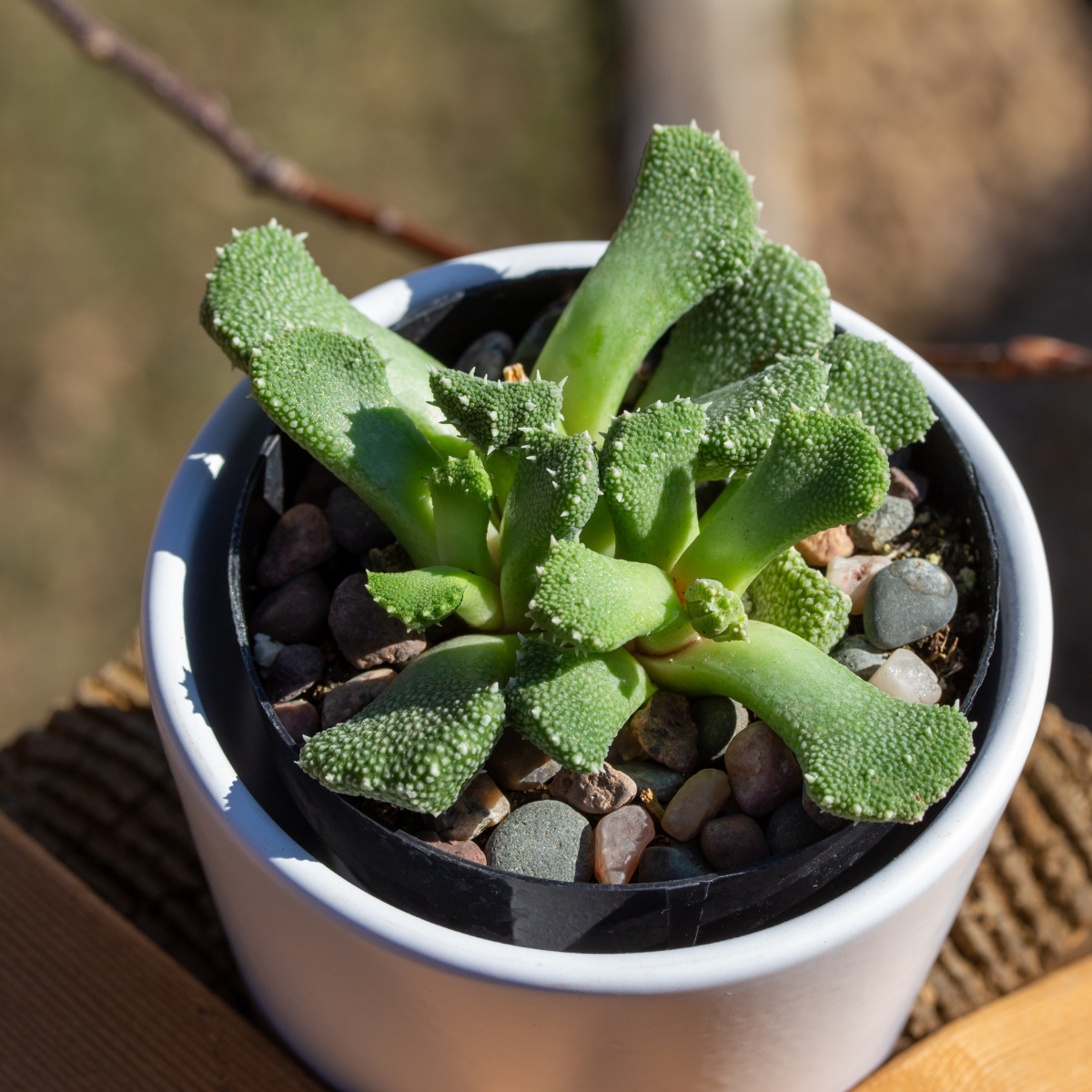 Aloinopsis Luckhoffii seeds - 10