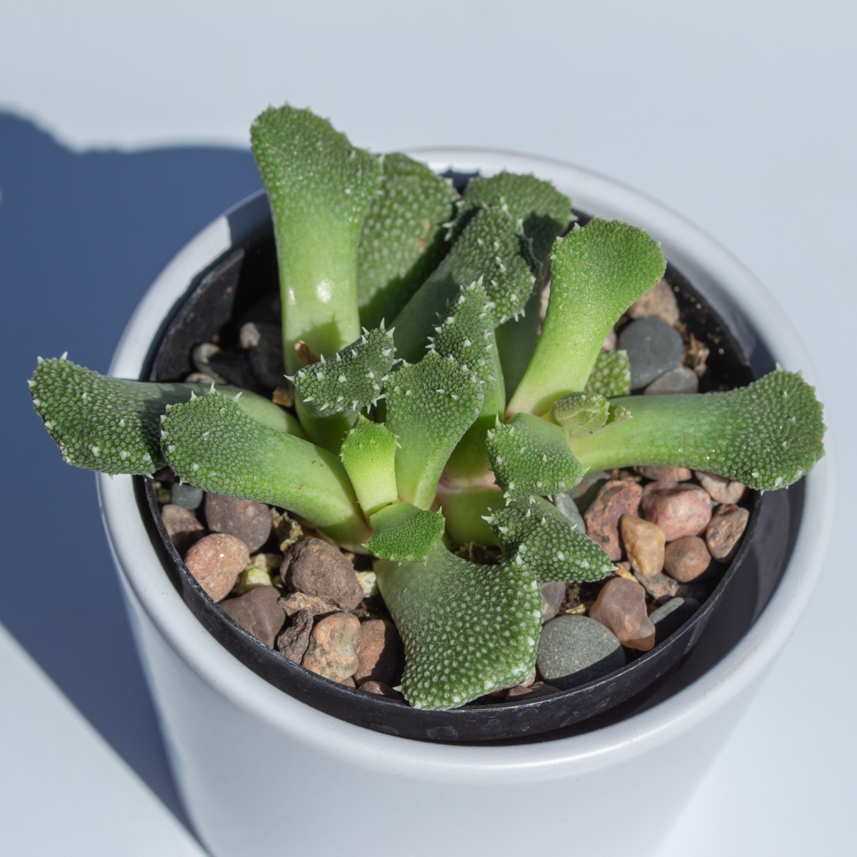 Aloinopsis Luckhoffii seeds - 10