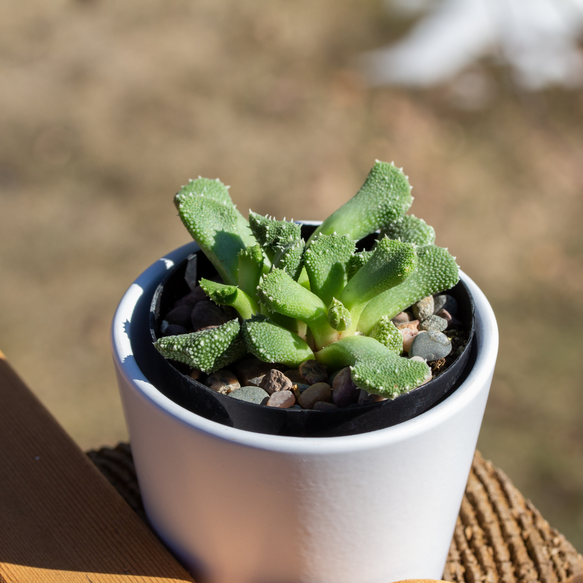 Aloinopsis Luckhoffii seeds - 10