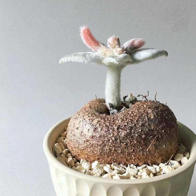 Sinningia Leucotricha seeds, Brazilian Edelweiss - 10