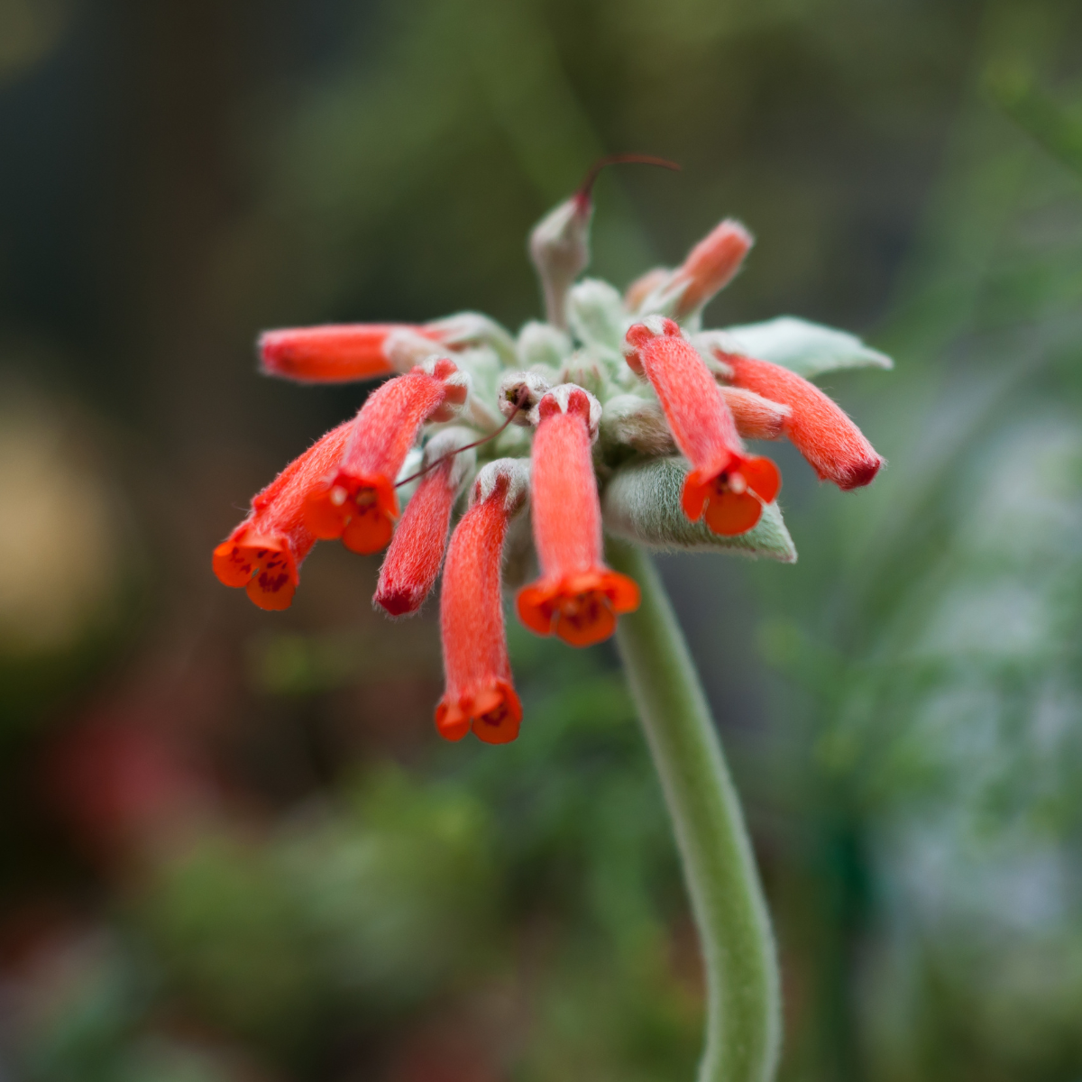 Sinningia Leucotricha seeds, Brazilian Edelweiss - 10