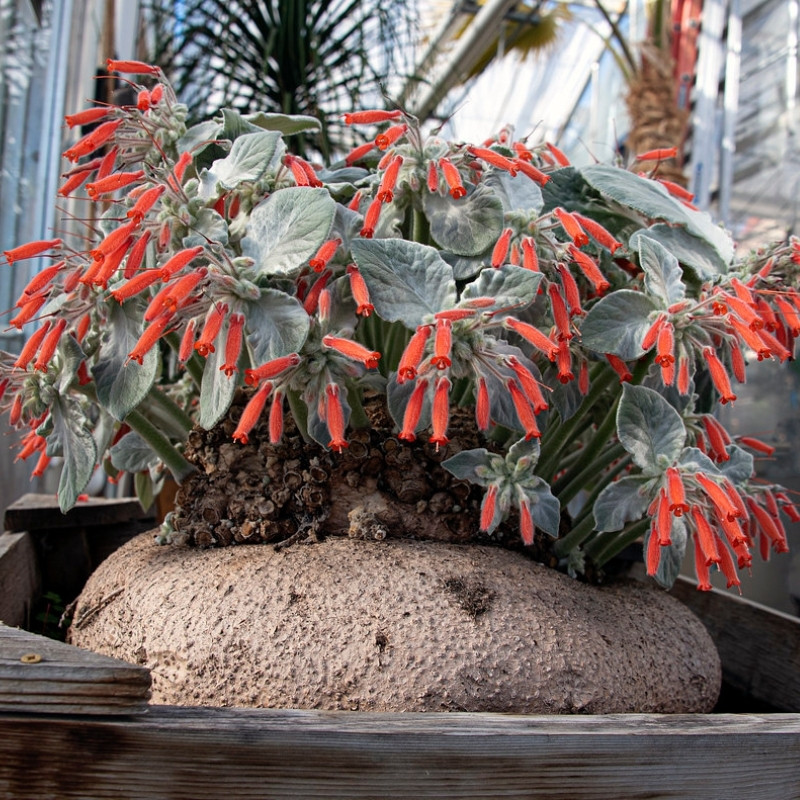 Sinningia Leucotricha seeds, Brazilian Edelweiss - 10