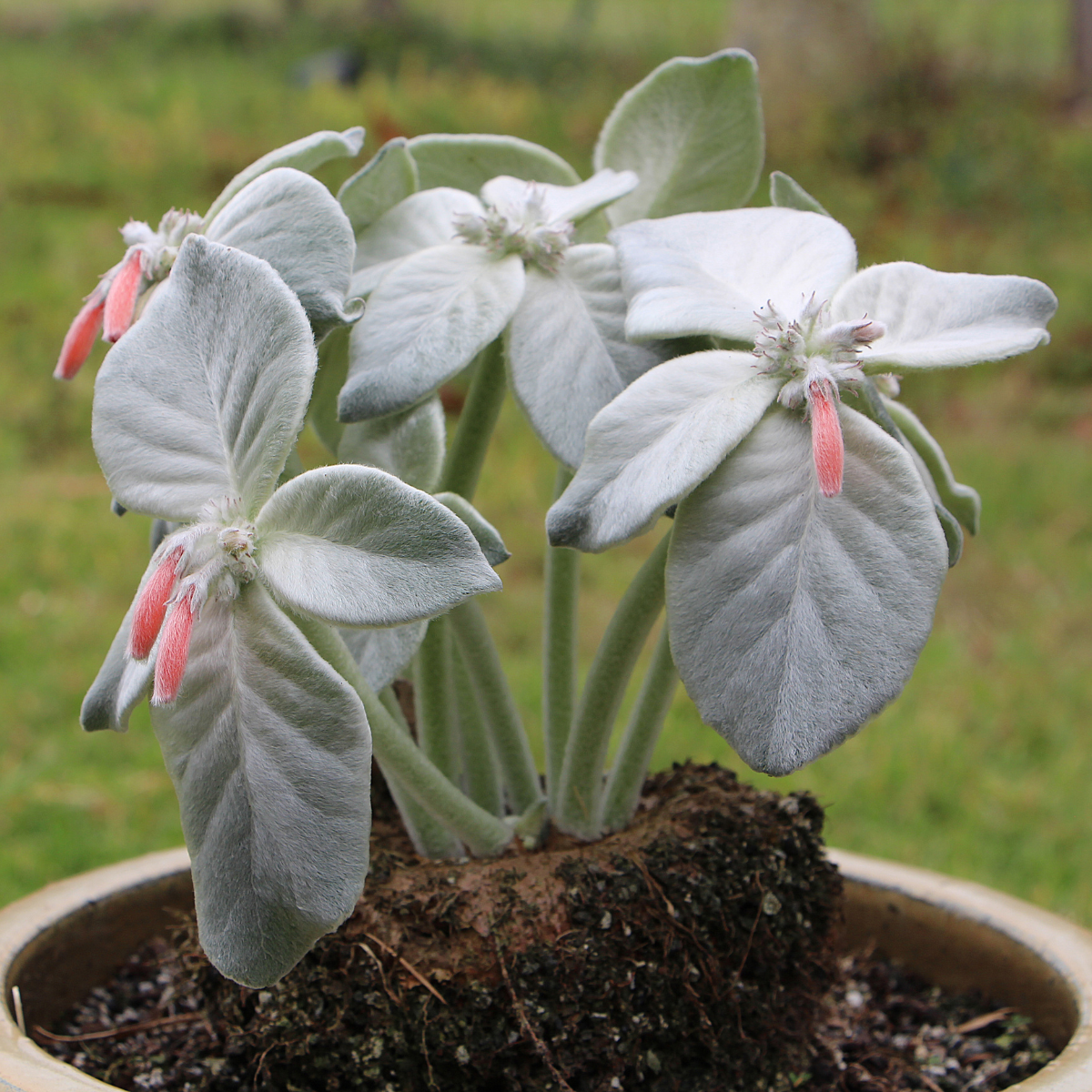 Sinningia Leucotricha seeds, Brazilian Edelweiss - 10