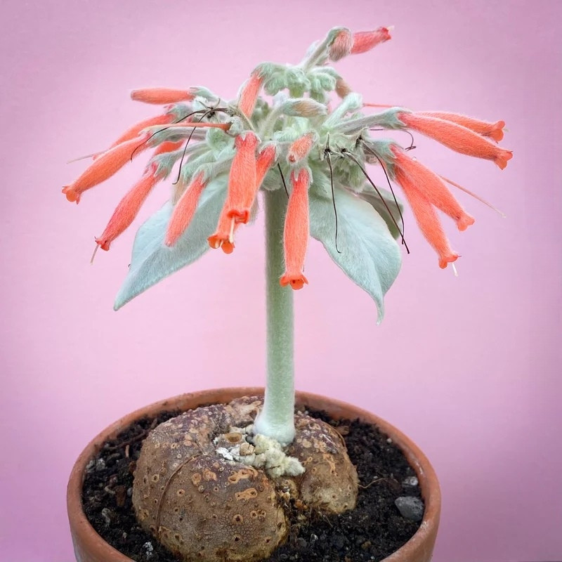 Sinningia Leucotricha seeds, Brazilian Edelweiss - 10