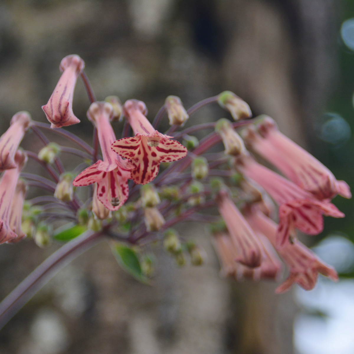 Sinningia Leucotricha seeds, Brazilian Edelweiss - 10