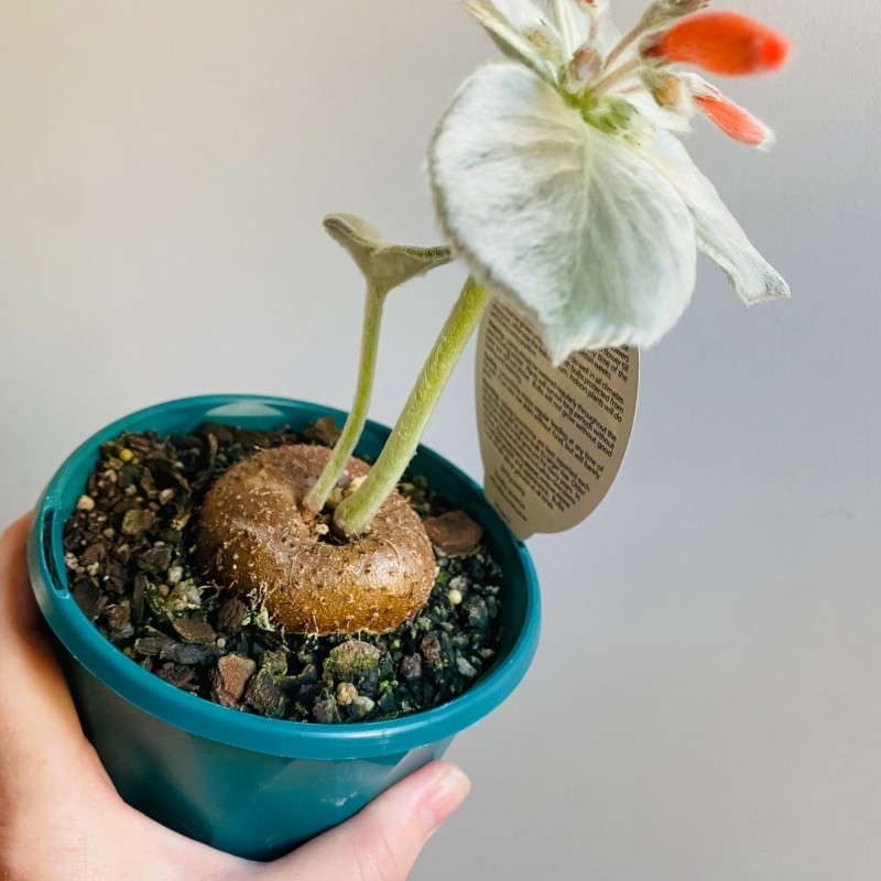 Sinningia Leucotricha seeds, Brazilian Edelweiss - 10