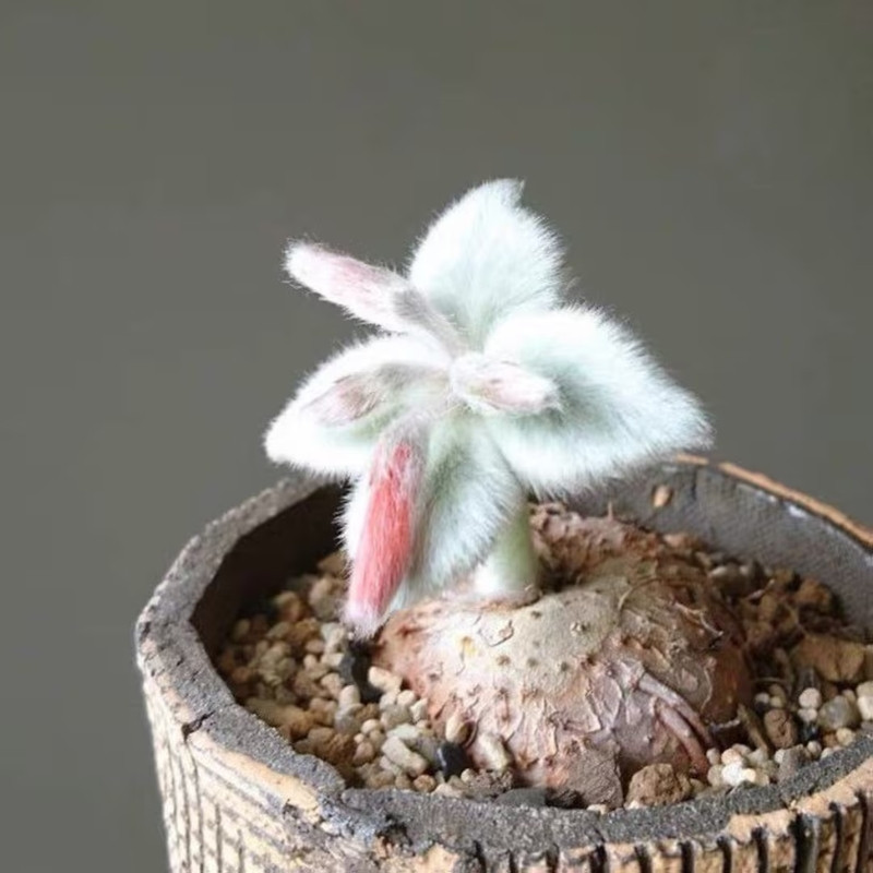 Sinningia Leucotricha seeds, Brazilian Edelweiss - 10