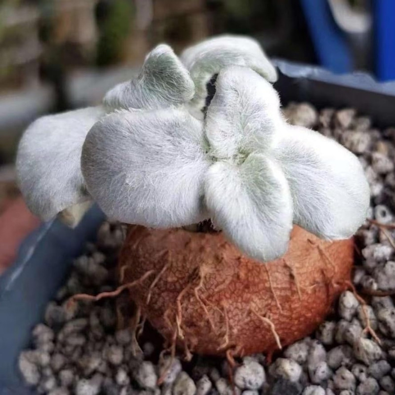 Sinningia Leucotricha seeds, Brazilian Edelweiss - 10
