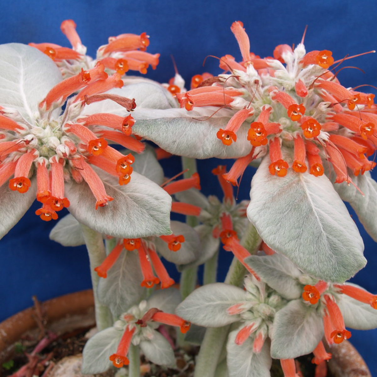 Sinningia Leucotricha seeds, Brazilian Edelweiss - 10