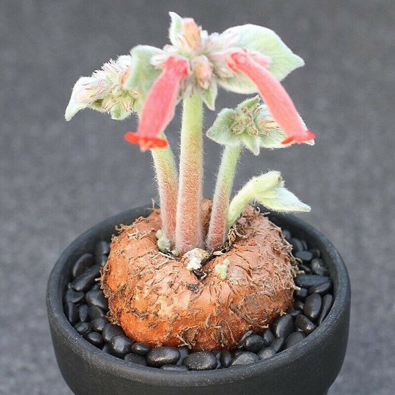 Sinningia Leucotricha seeds, Brazilian Edelweiss - 10