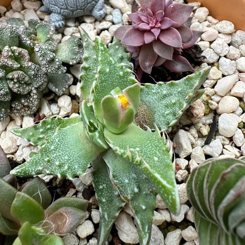 Faucaria Paucidens seeds - 10