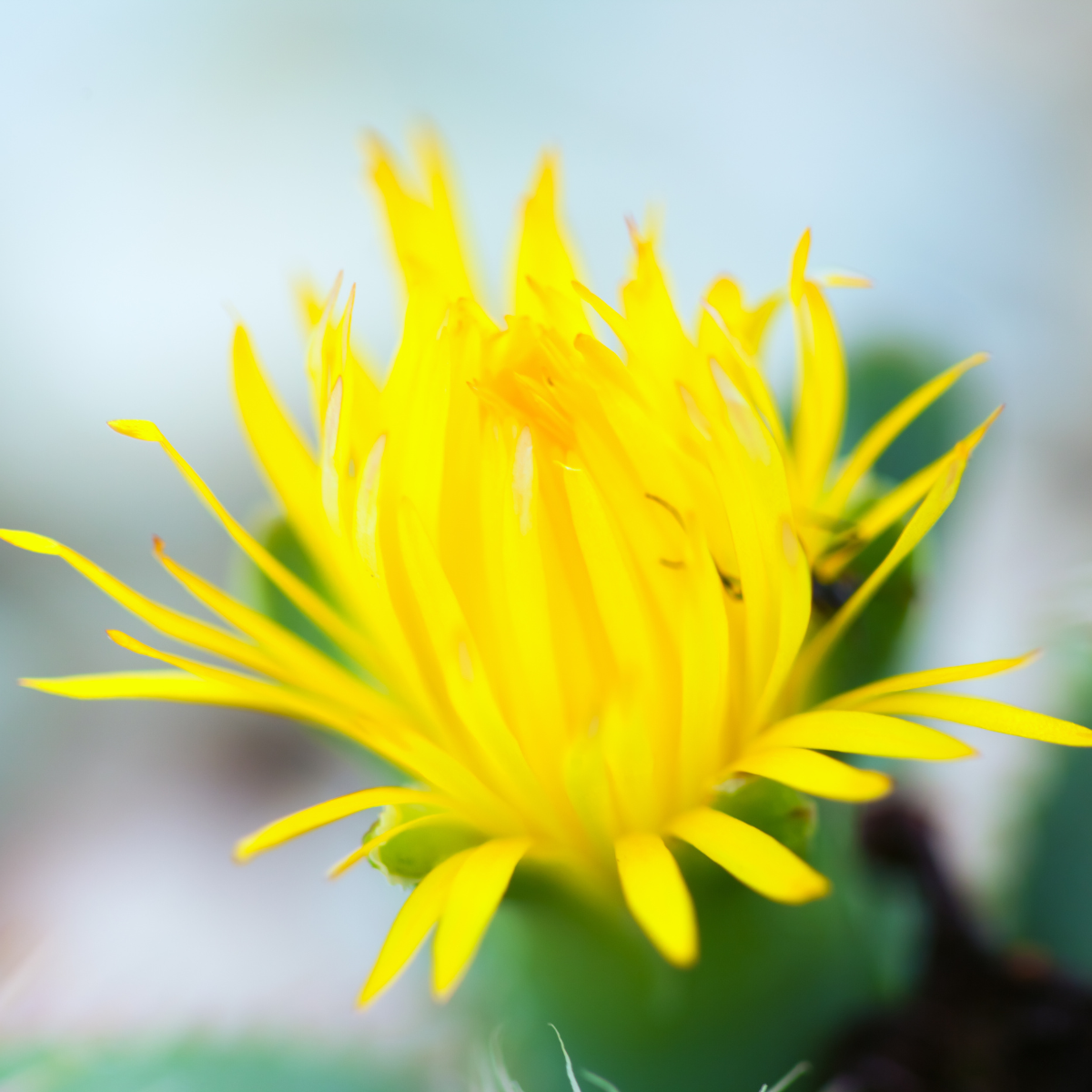 Faucaria Paucidens seeds - 10
