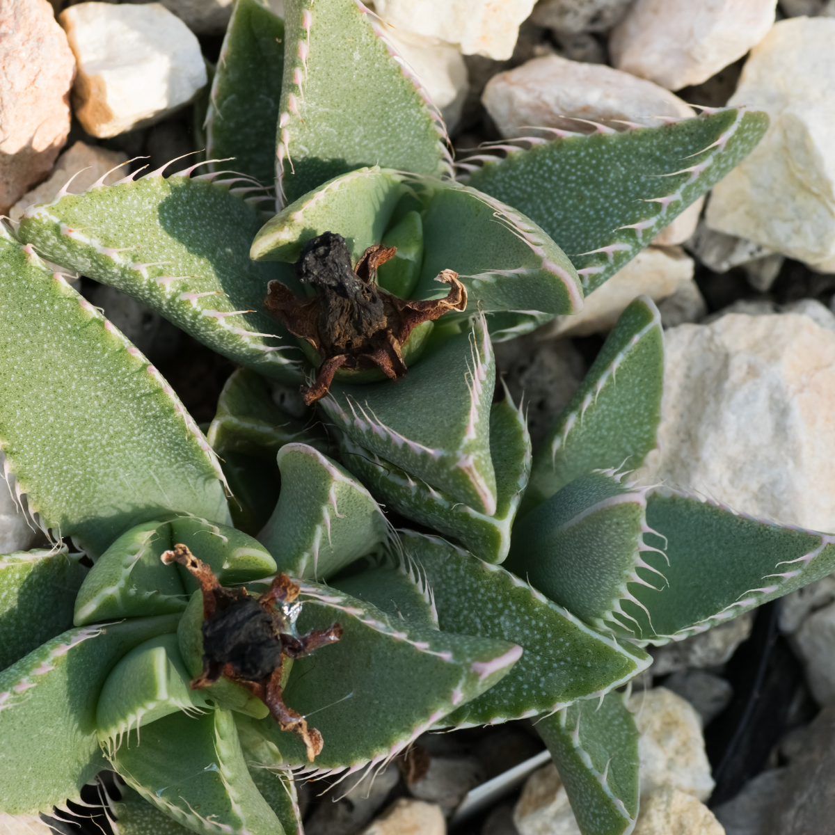 Faucaria Paucidens seeds - 10