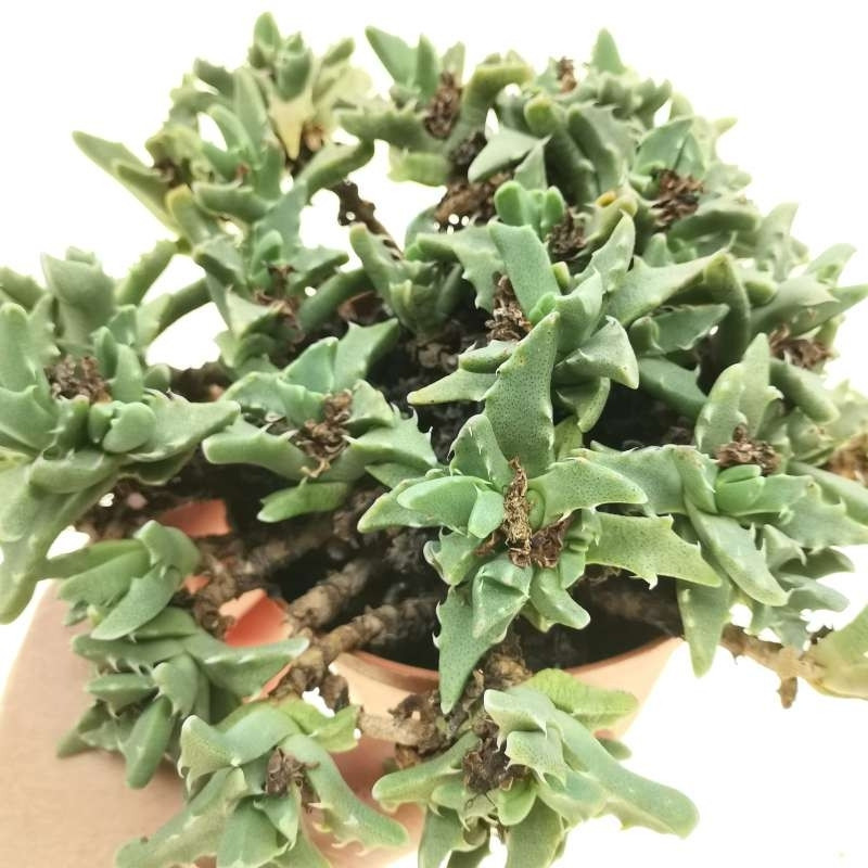 Faucaria Paucidens seeds - 10