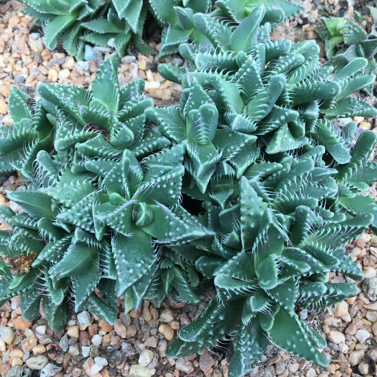 Faucaria Paucidens seeds - 10