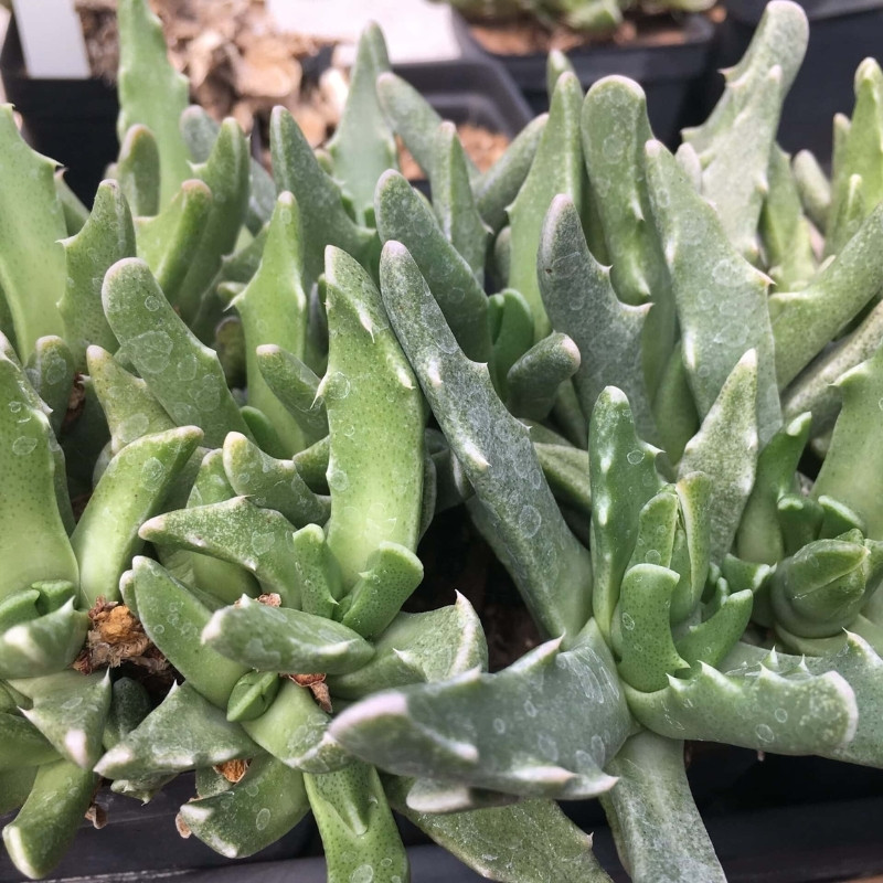 Faucaria Paucidens seeds - 10