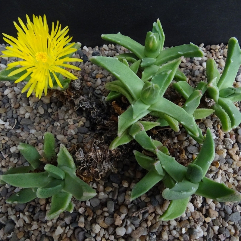Faucaria Paucidens seeds - 10