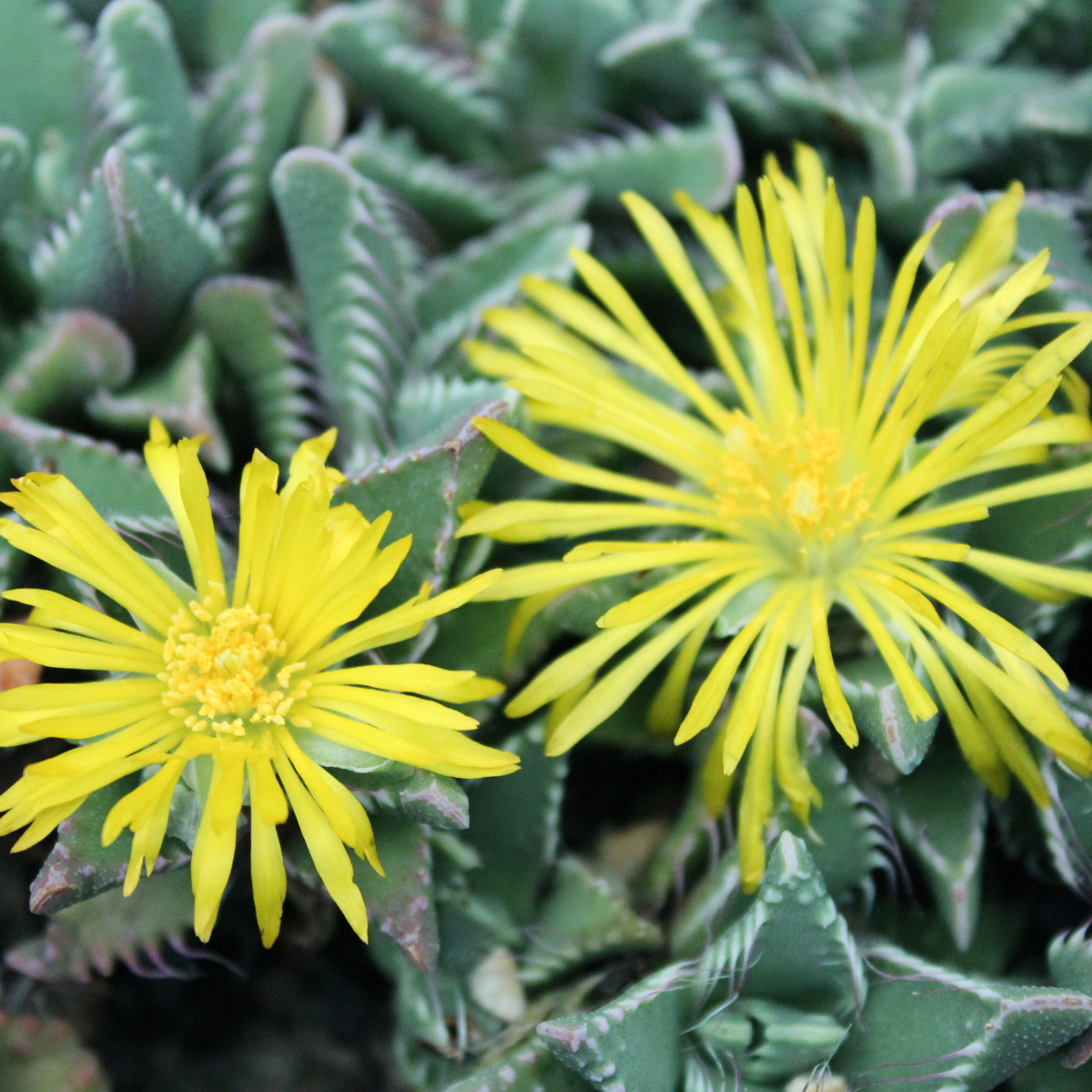 Faucaria Paucidens seeds - 10