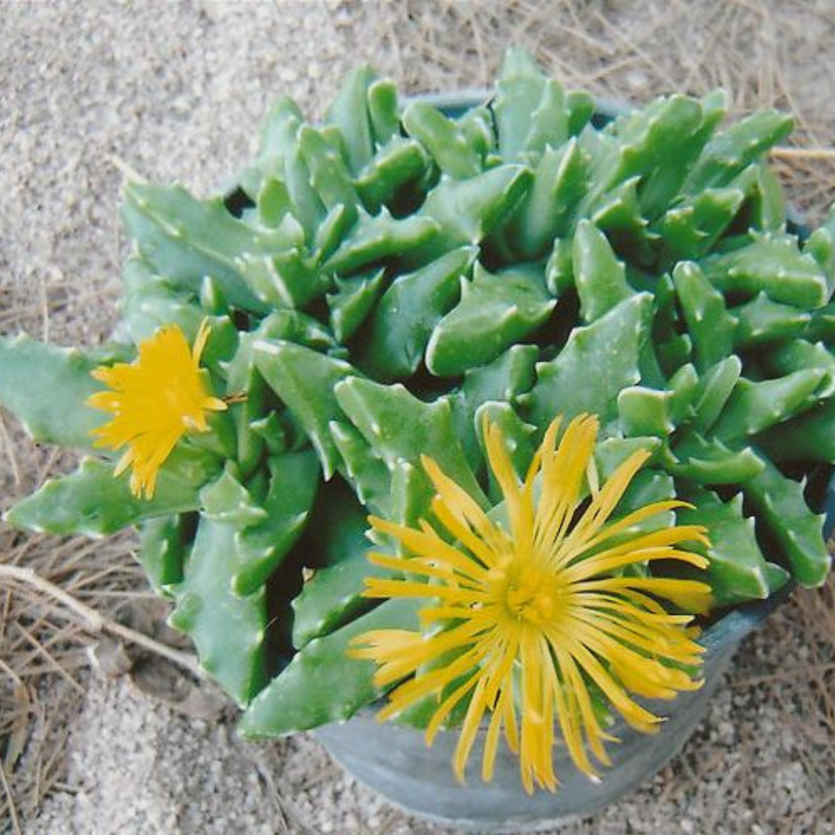 Faucaria Paucidens seeds - 10