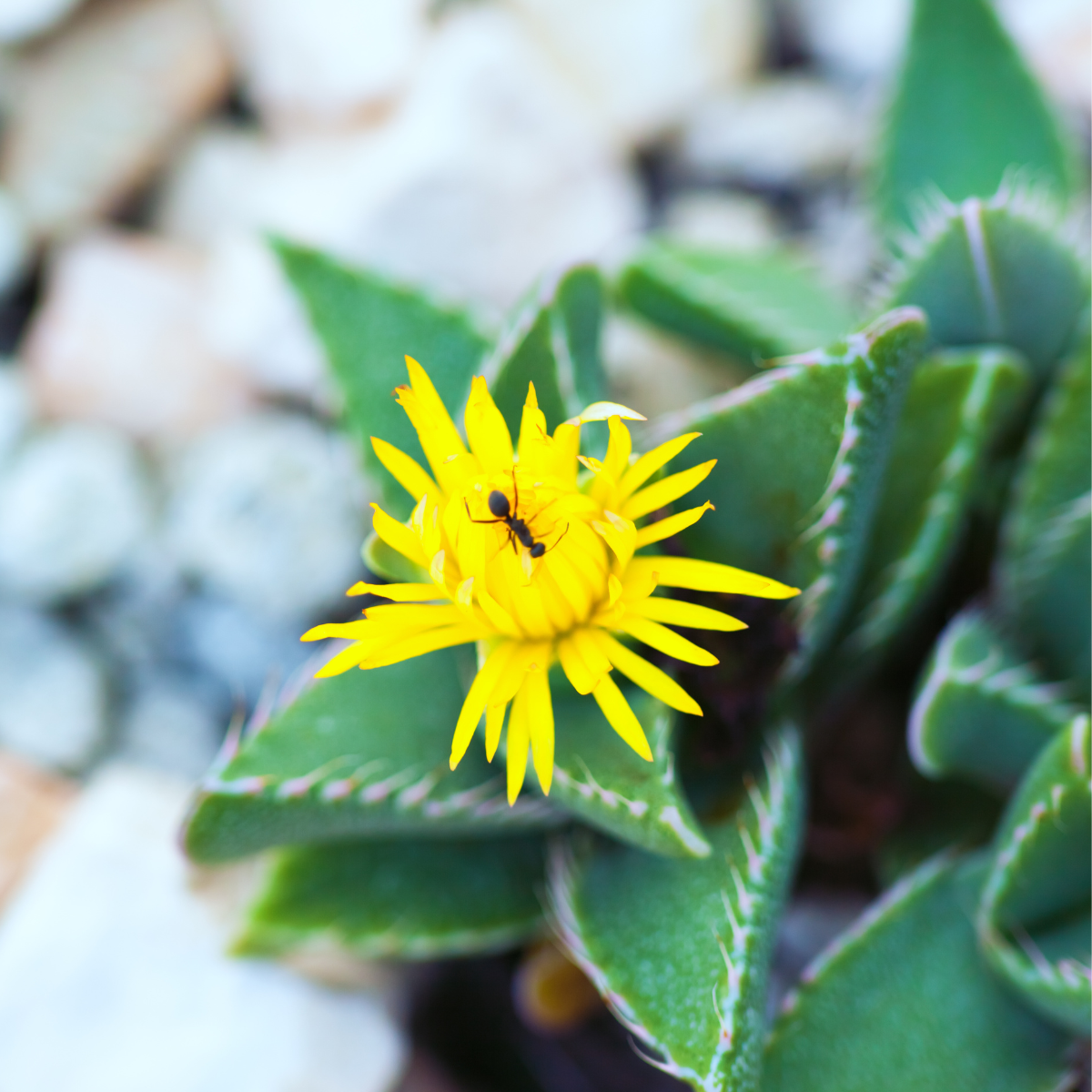 Faucaria Paucidens seeds - 10