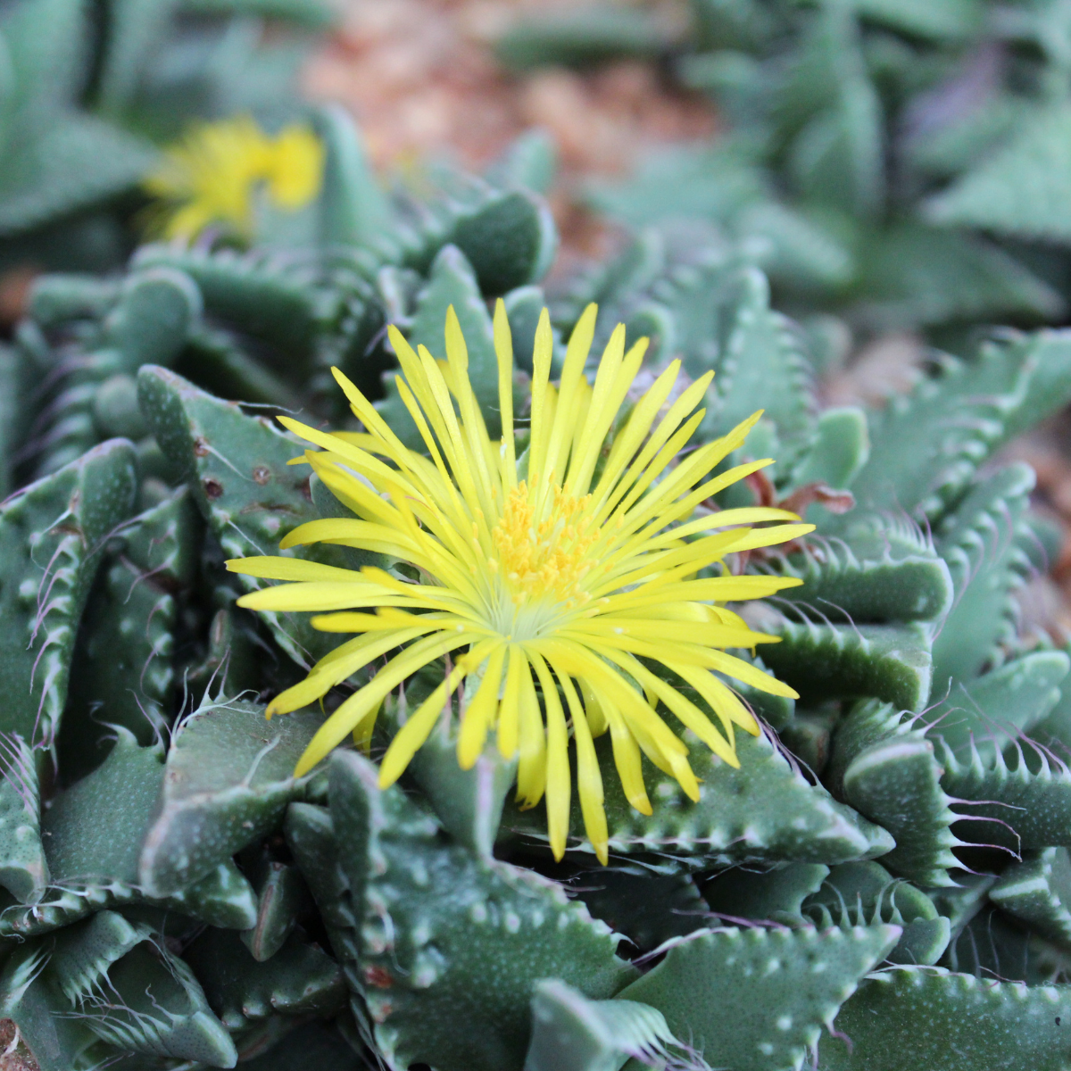 Faucaria Paucidens seeds - 10