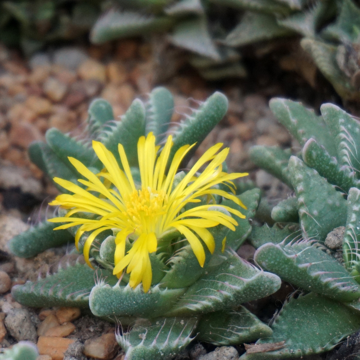 Faucaria Paucidens seeds - 10