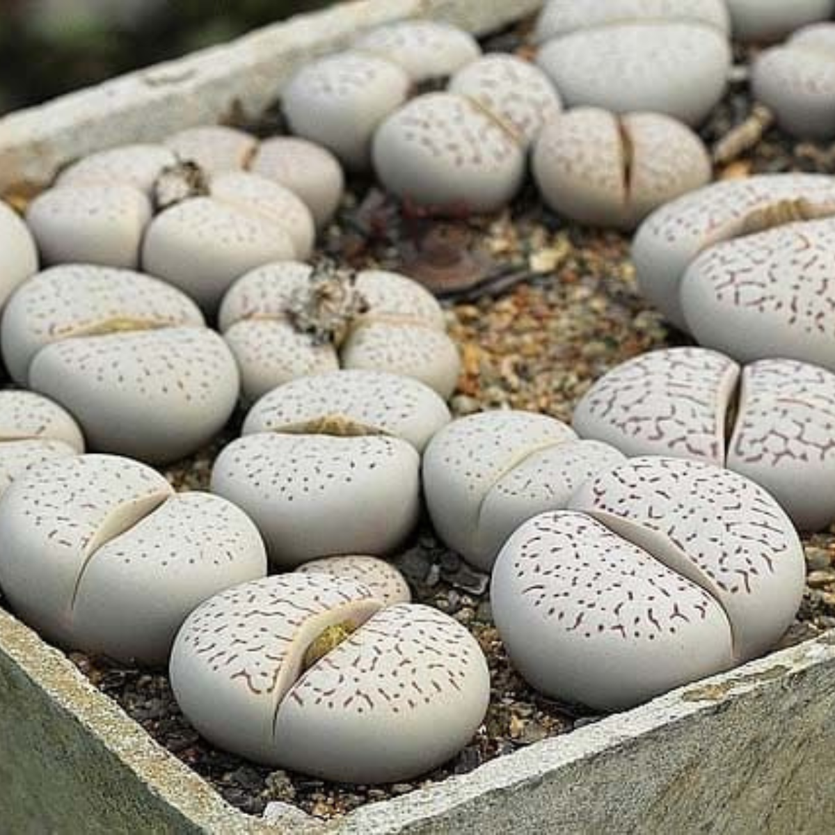 Dinteranthus Vanzylii PV644 seeds - 10