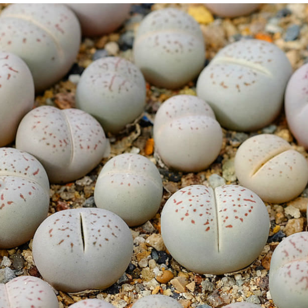Dinteranthus Vanzylii PV644 seeds - 10