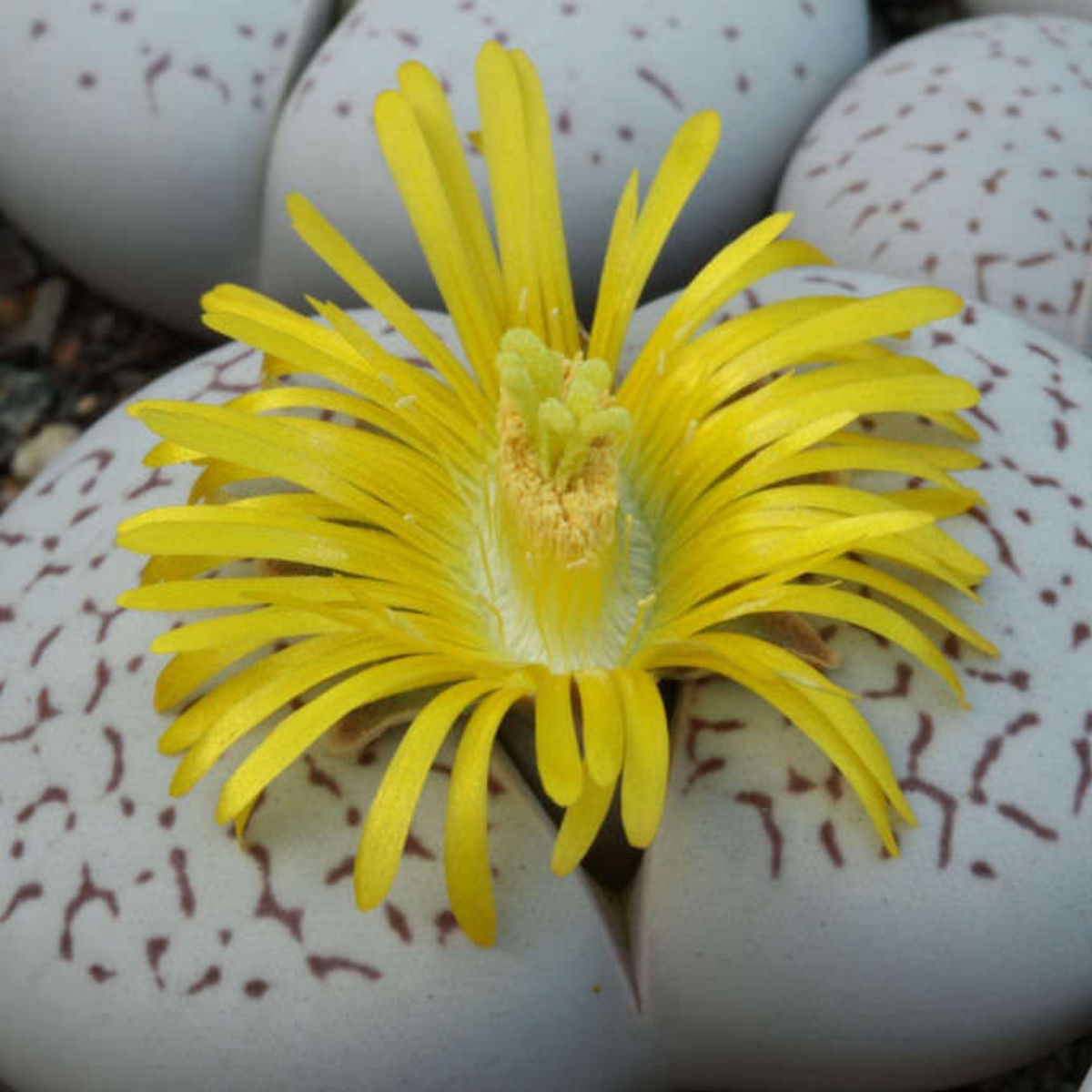 Dinteranthus Vanzylii PV644 seeds - 10