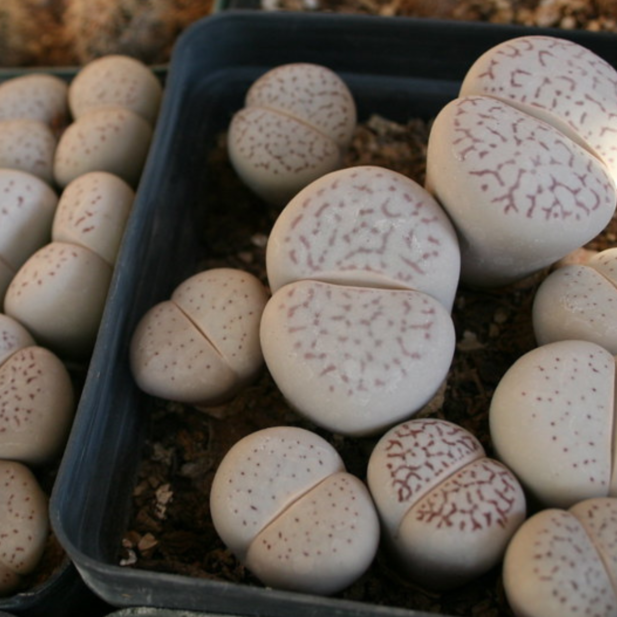 Dinteranthus Vanzylii PV644 seeds - 10