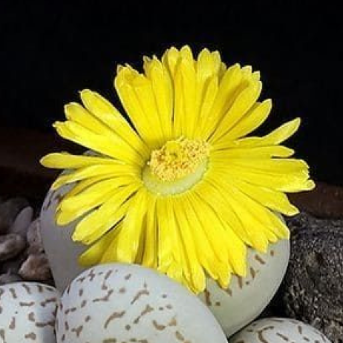 Dinteranthus Vanzylii PV644 seeds - 10