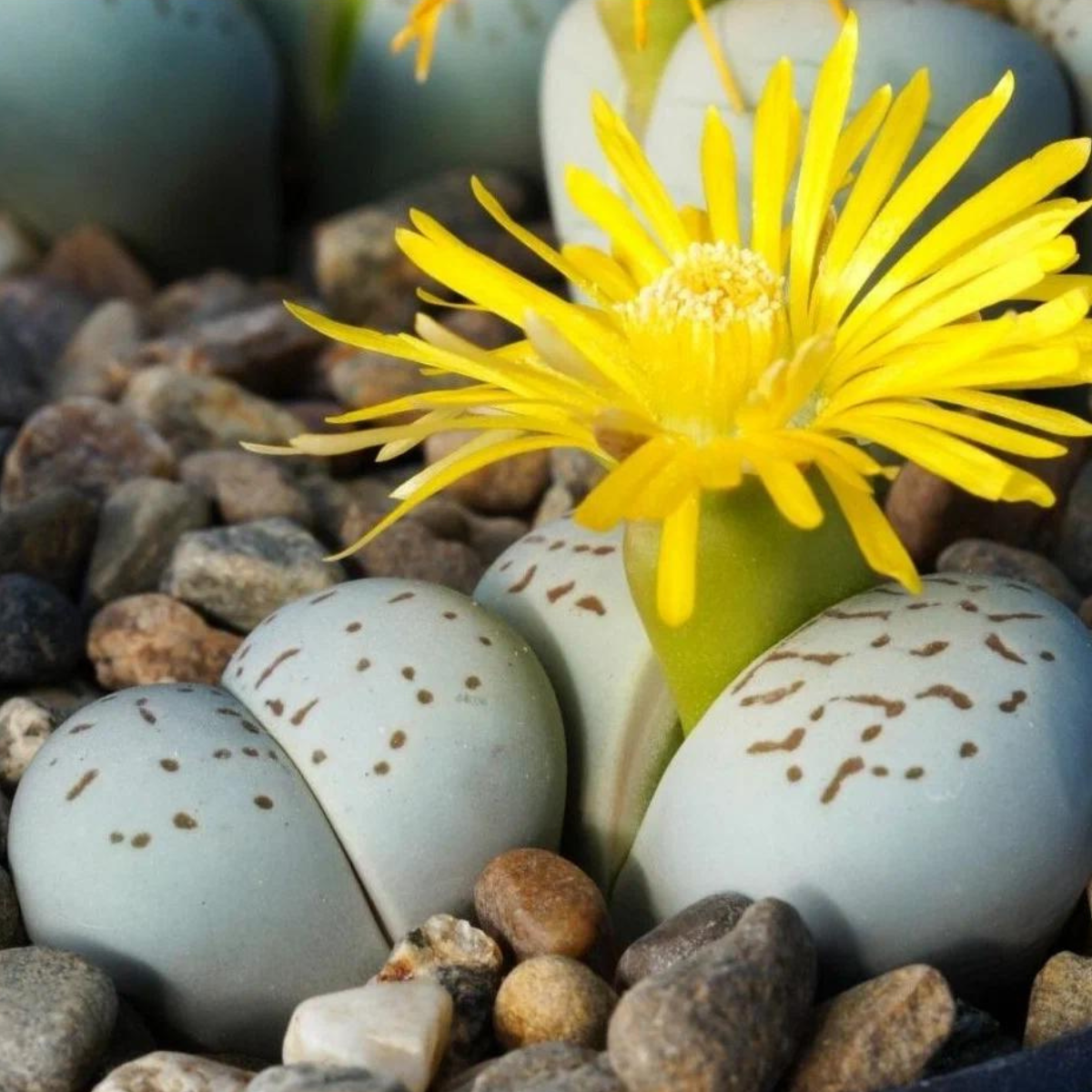 Dinteranthus Vanzylii PV644 seeds - 10