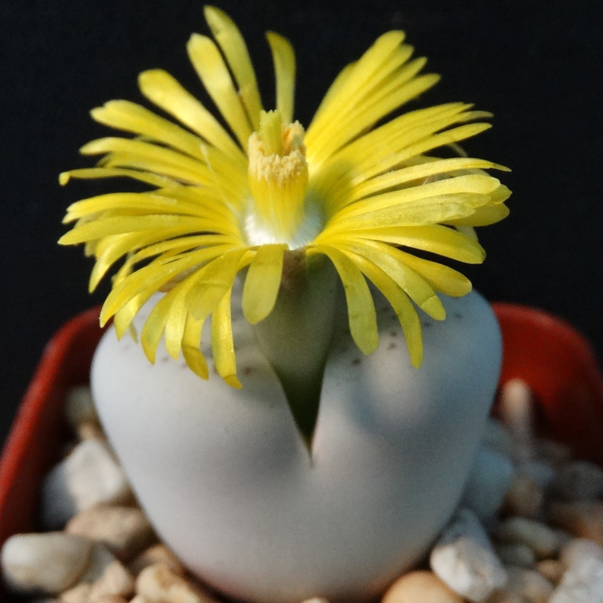 Dinteranthus Vanzylii PV644 seeds - 10